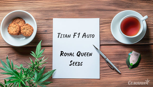 Гроурепорт сорта Titan F1 Auto от Royal Queen Seeds