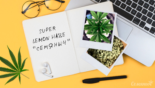 Выращивание сорта Super Lemon Haze