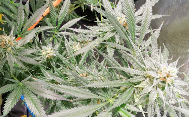 Шишки с оранжевыми волосками