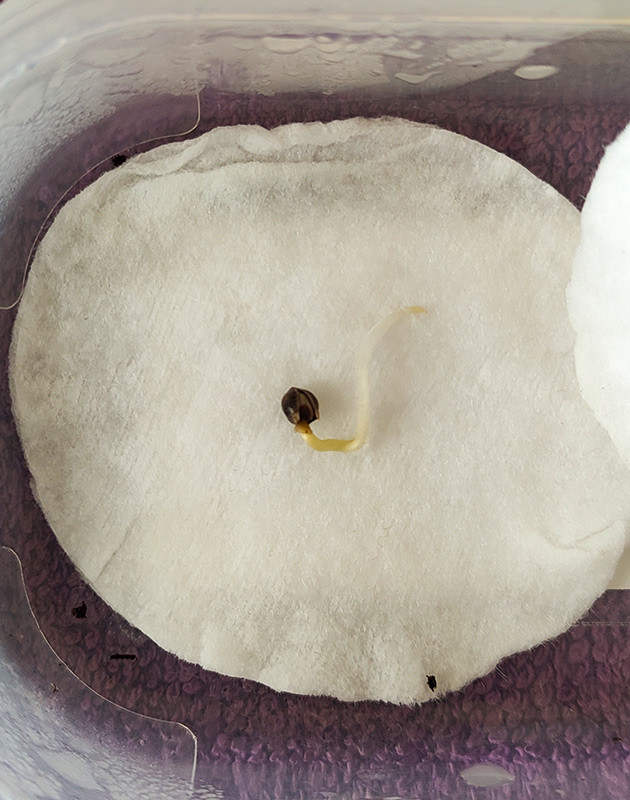 Проращивание семян конопли Roze Runtz