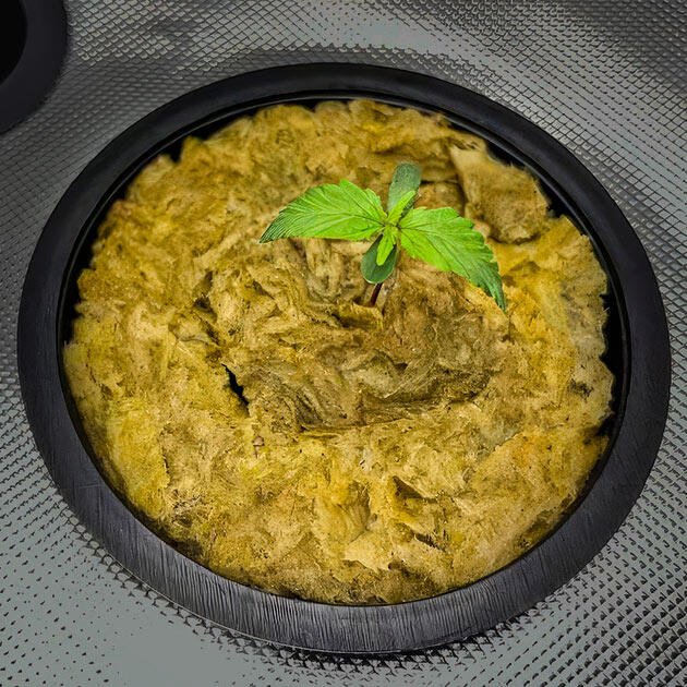 Первая неделя веги каннабиса