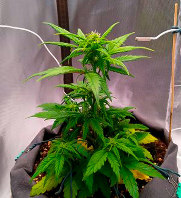 Каннабис с пожелтением нижних листьев