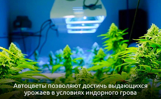 Конопля: автоцветущие растения