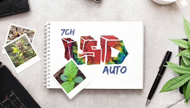 Гроурепорт сорта марихуаны LSD Auto