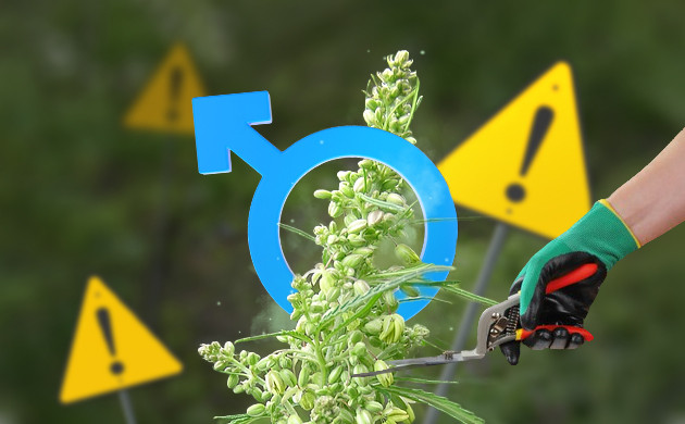 Мужские грозди на конопле