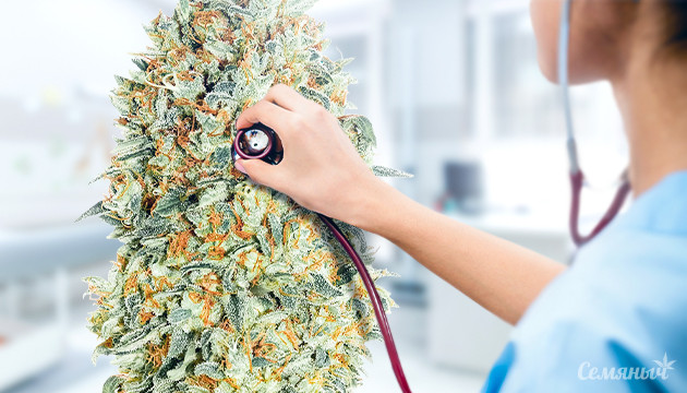Полезные свойства марихуаны