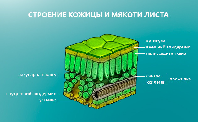 Строение листа каннабиса