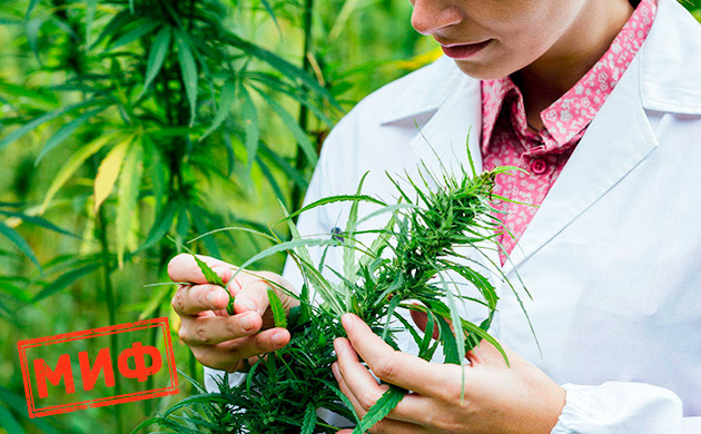 В каннабисе, выращенном в открытом грунте, нет ничего особенного