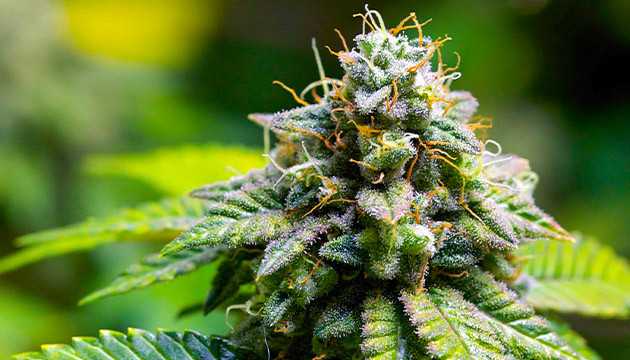 Соцветие Tropicanna Banana