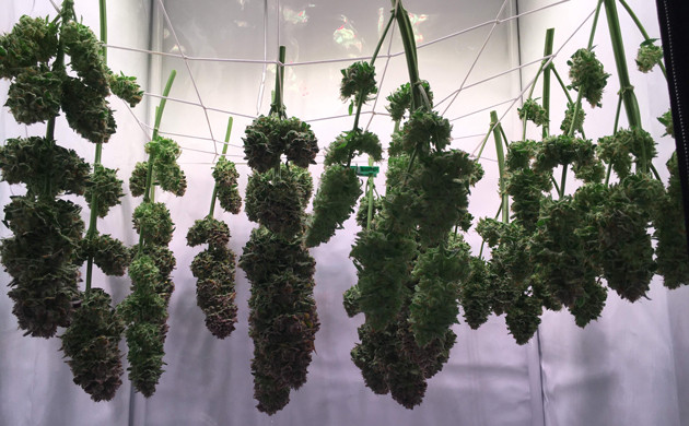 Срезанные шишки Glookies