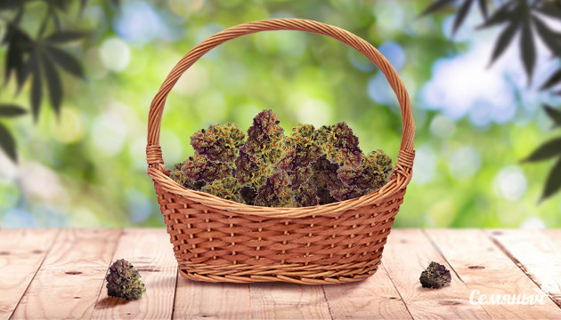 Повышение урожайности конопли