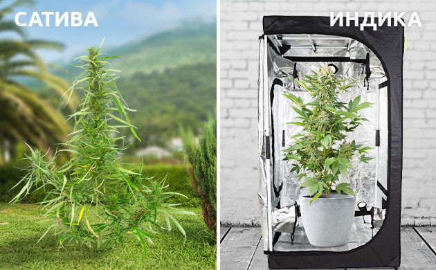 Выращивание конопли в аутдоре или индоре в зависимости от вида