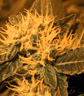 Соцветие марихуаны LSD