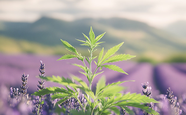 Линалоол: строение и влияние на организм