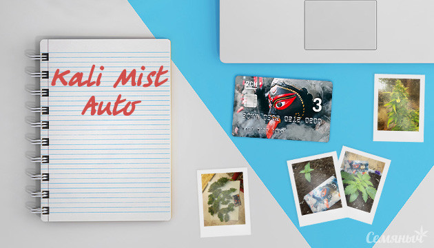 Гроурепорт сорта конопли Kali Mist Auto fem