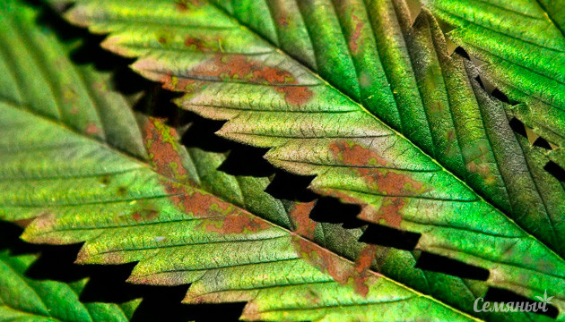 Нехватка кальция при выращивании каннабиса