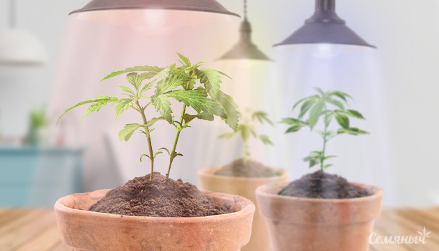 Освещение конопли