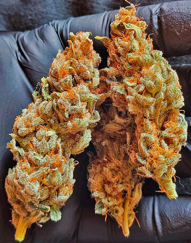 Собранные шишки конопли