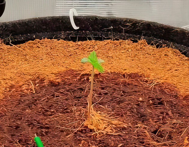 Спасение Amnesia Zkittlez Auto от клещей