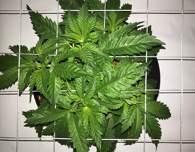 Начала легкострессовой тренировки Bruce Banner