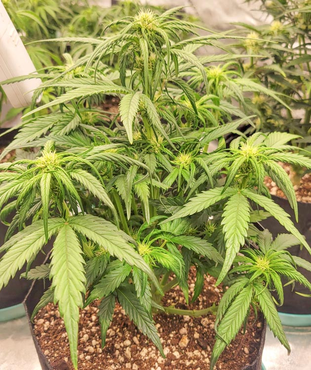 Тренировка растения Ztrawberriez Auto