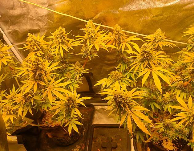 Кусты Black Widow от сидбанка Семяныч на 13 неделе развития