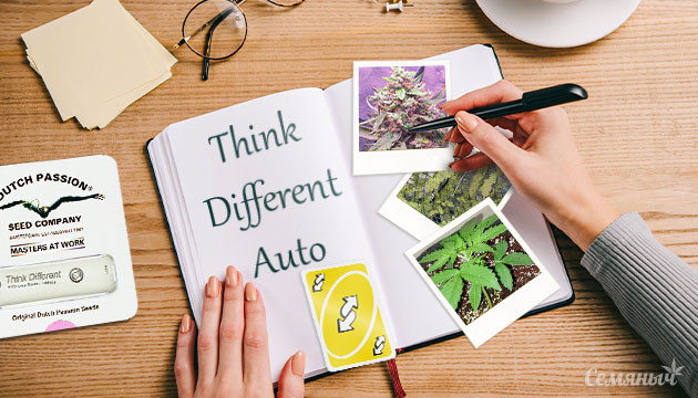 Гроурепорт сорта марихуаны Think Different Auto