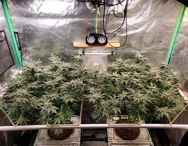 Активный рост марихуаны