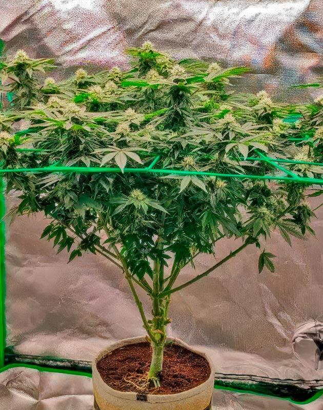 Куст 50 Dragons от UKHTA на 10 неделе