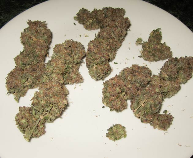 Собранные шишки конопли