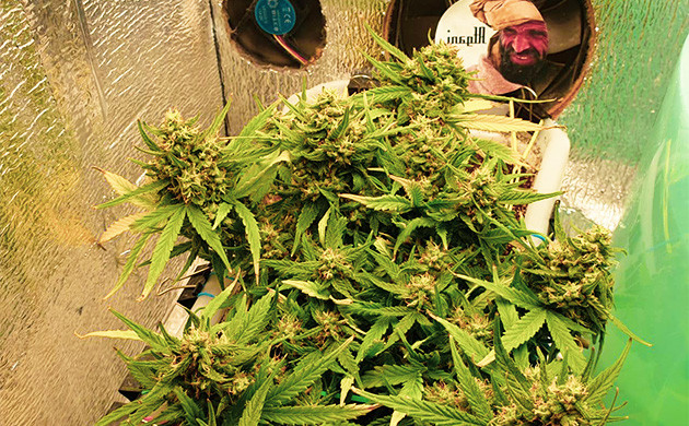 Шишки в конце 8 недели