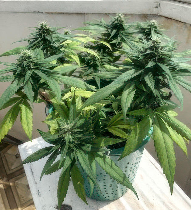 Световой режим и полив конопли Kali Mist Auto от сидбанка Семяныч на 9-10 неделе