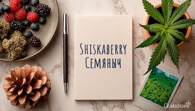 Гроурепорт сорта Shiskaberry от сидбанка Семяныч