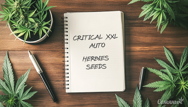 Выращивание сорта конопли Critical XXL Auto от сидбанка Herbies Seeds