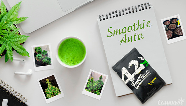 Гроурепорт сорта марихуаны Smoothie Auto