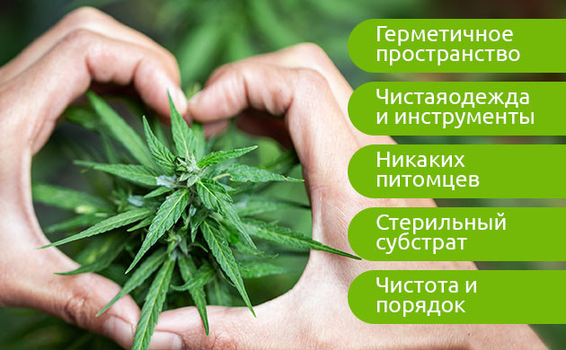 Способы предотвращения появления вредителей