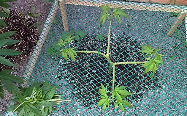 Конопля на 8 неделе роста