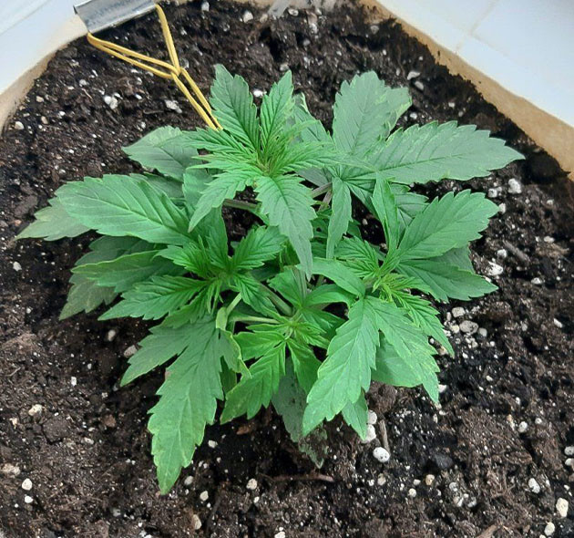 Световой режим для Critical Orange Punch Auto