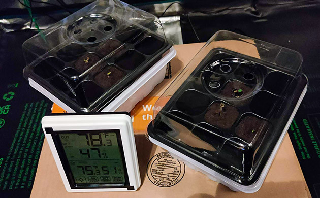 Гроурепорт сорта Afghan Kush Ryder Auto