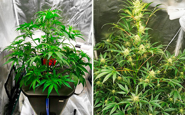 Бокс для вегетации и цветения