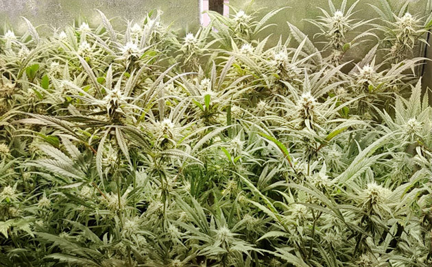 Кусты клонов на 7 неделе