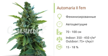 Automaria II от Paradise Seeds
