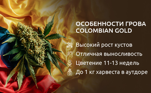 Генетика ландрейса Colombian Gold: особенности
