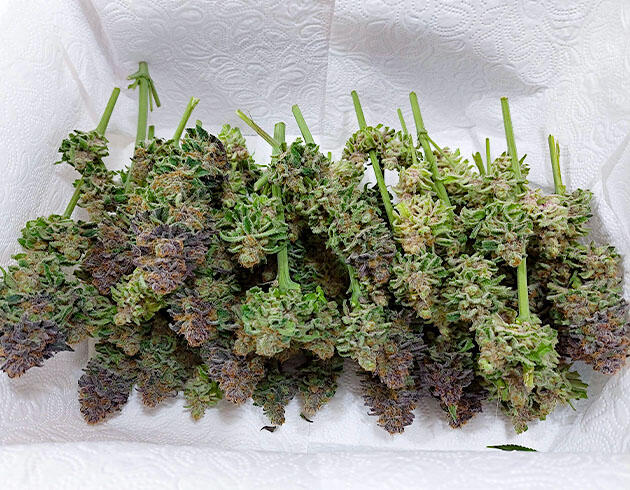 Собранные шишки конопли