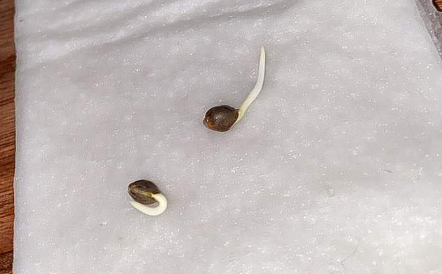 Первые шаги роста Vanilla Frosting