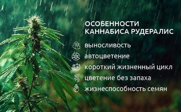 Листья и структура куста Cannabis ruderalis