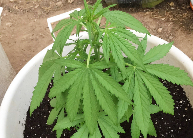 Адаптация к новому горшку