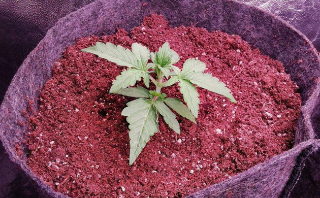 Формирование трех пар листьев