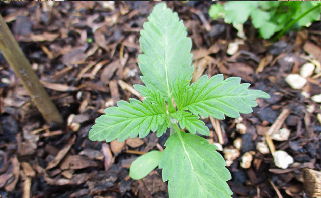 Росток на третьей неделе