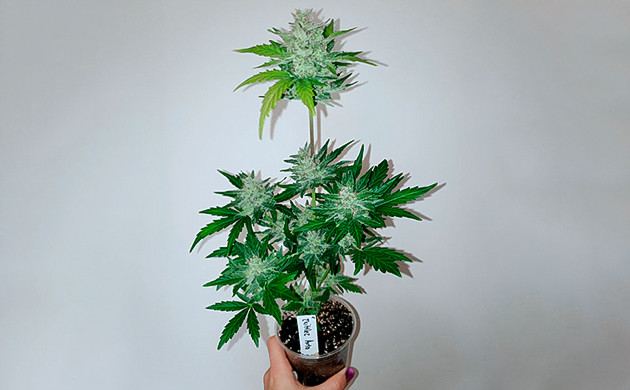 Несколько небольших соцветий Zkittles Auto на кусте